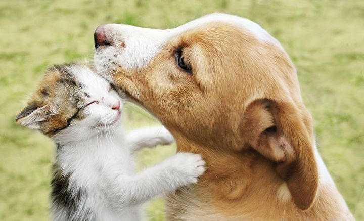 Pets
