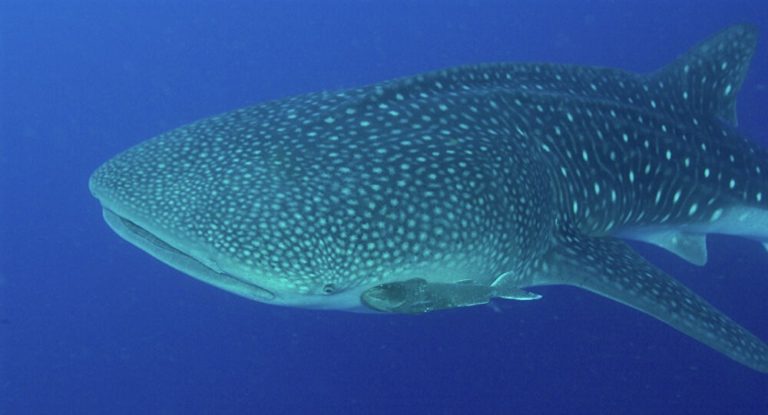 Whale Shark Spotted in Rio’s Guanabara Bay
