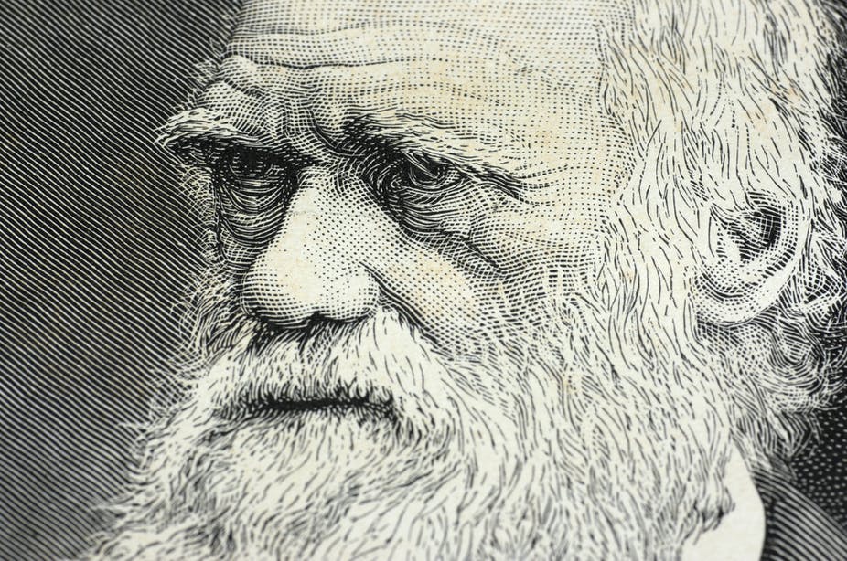 Darwin4