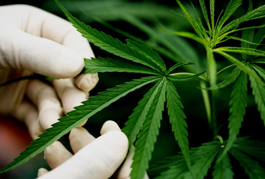 cannabis