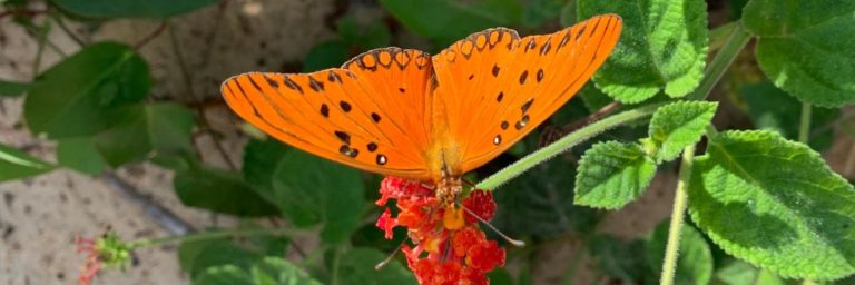 Gringo View: Thank the Gods for Butterflies