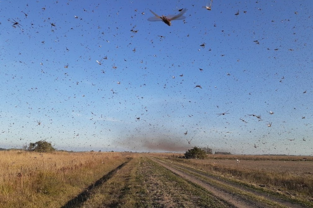 The insects can reach the west of Rio Grande do Sul and Santa Catarina, posing risks to the crops of these states.