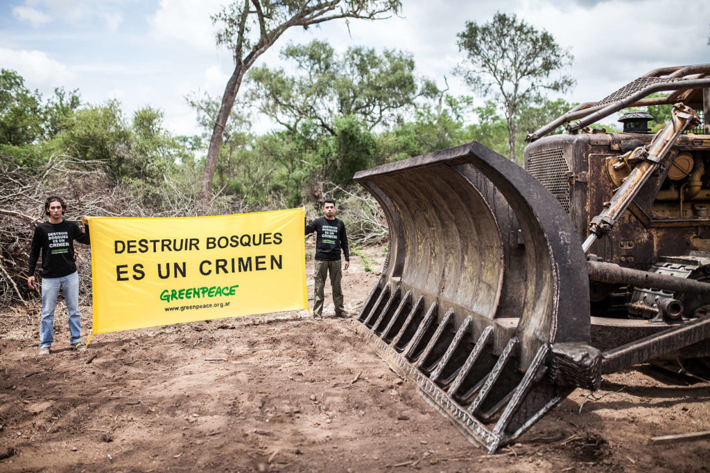 The loss of forest is mainly caused by clearings to expand soybean plantations and cattle breeding.