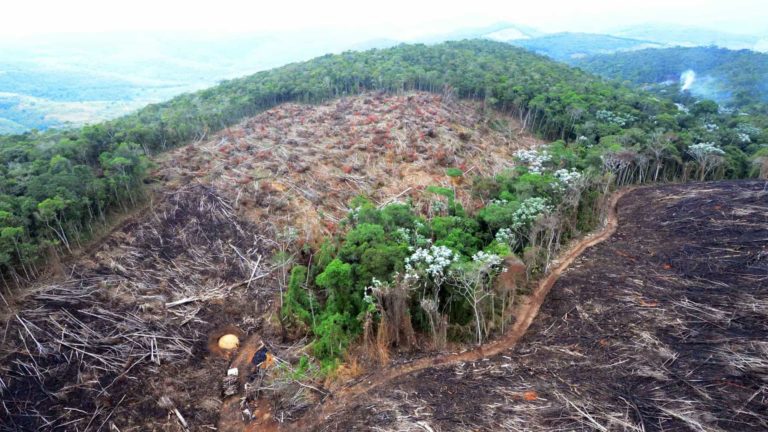 “Pressure Worked,” Says Norwegian Fund Demanding End to Deforestation
