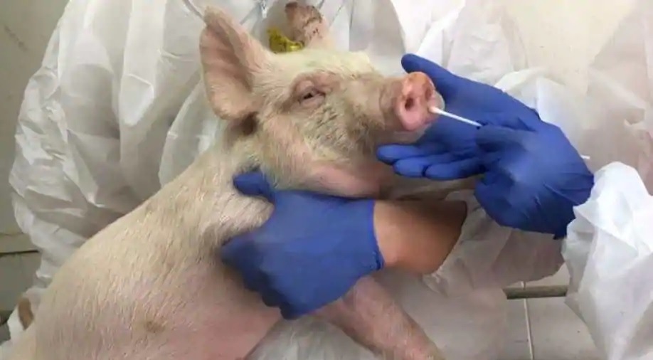 pig