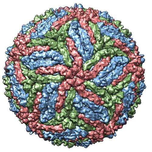 It was found in two states far from each other: Rio Grande do Sul and Rio de Janeiro; the hosts that "sheltered" the viruses were different.