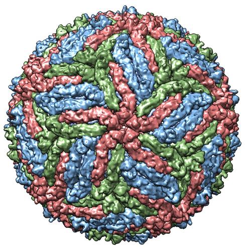 zika