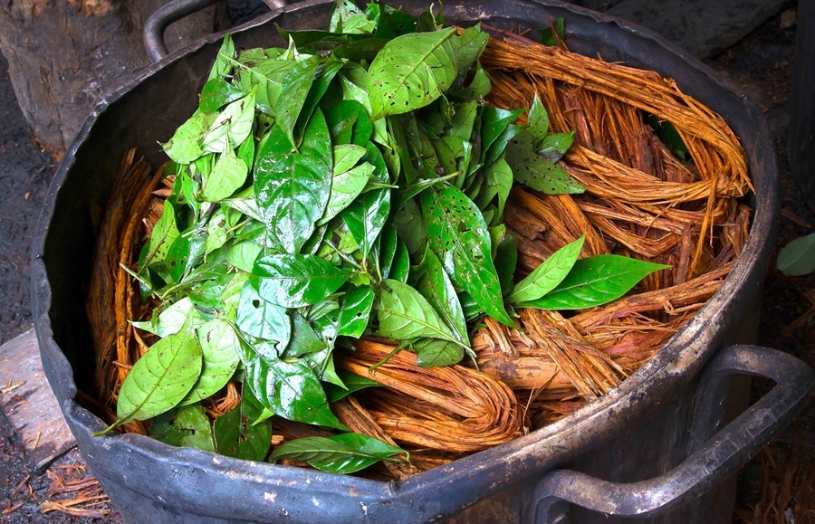 The Ayahuasca, hoasca, or yagé, a drink originated from shamanic and indigenous rituals of various ethnicities from Brazil and Peru, is a tea prepared with two vegetable ingredients: leaves from the Chacrona bush (Psychotria viridis) and bark from the Mariri vine, caapi, or jagube (Banisteriopsis caapi). (Photo: internet reproduction)