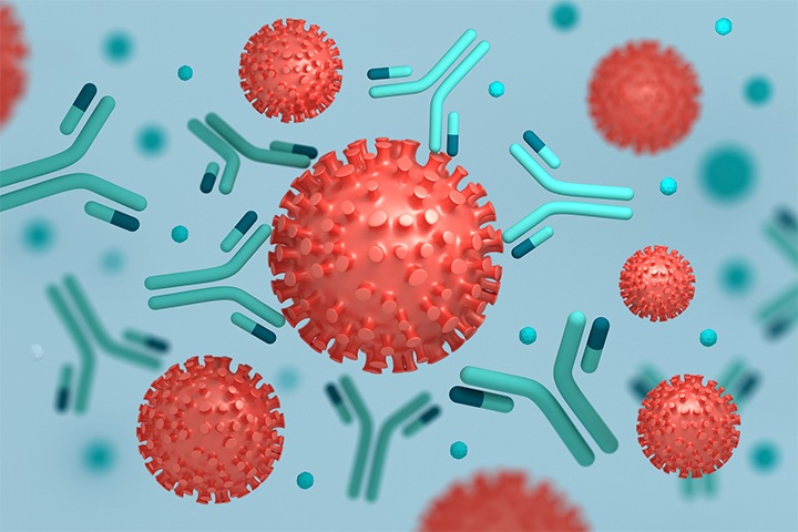 The researchers claim that they have a more potent and diverse set of antibodies than those identified in earlier studies.