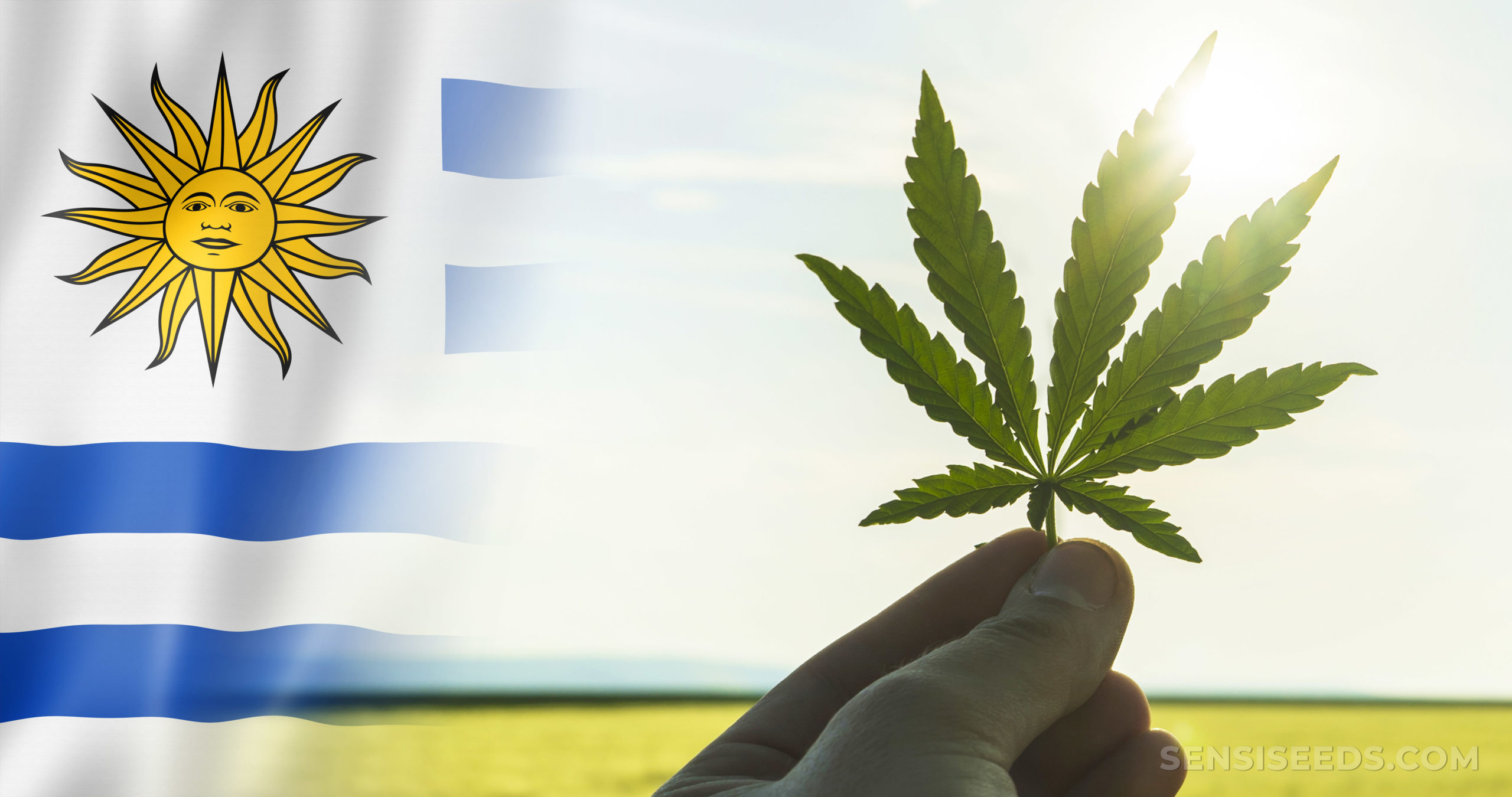 Cannabis-in-Uruguay