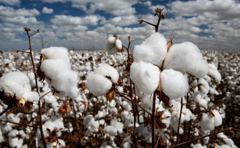 The Programa Algodão Brasileiro Responsável (ABR), an initiative of the Brazilian Association of Cotton Producers (Abrapa) and its state affiliates for certification of sustainable lint, which was formerly limited to the farms producing the fiber, now reaches the cotton processing units (UBA).