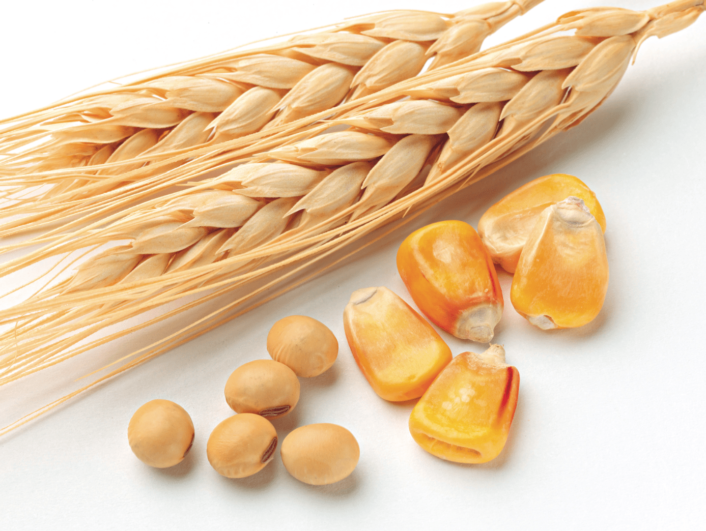 Grain harvest Brazil 2021. (Photo internet reproduction)