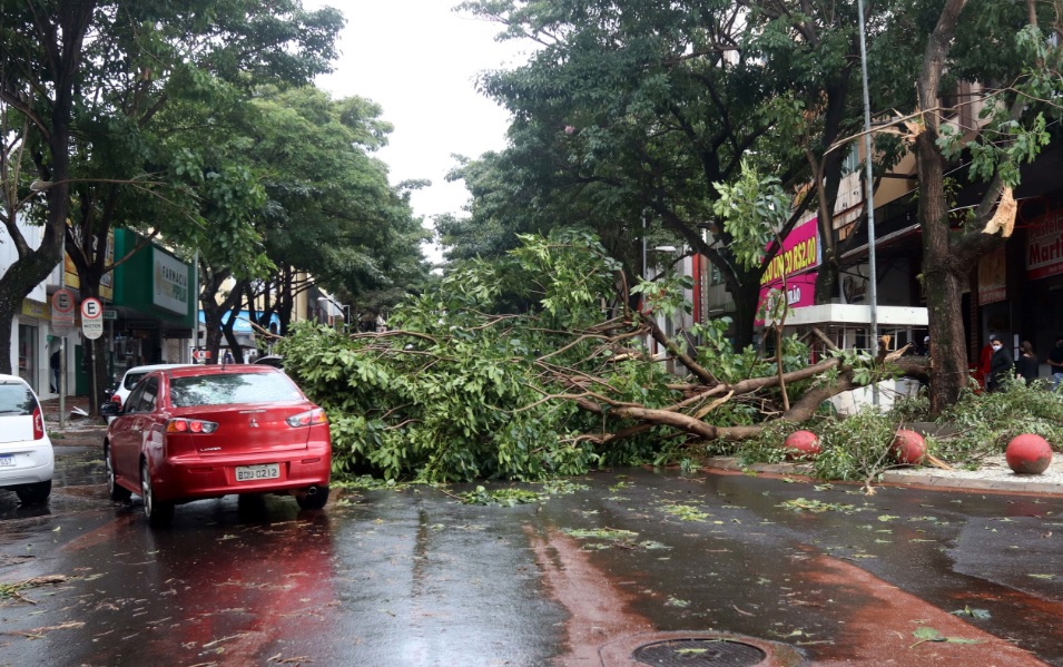 The heavy gale felled trees in São Paulo and Rio de Janeiro.