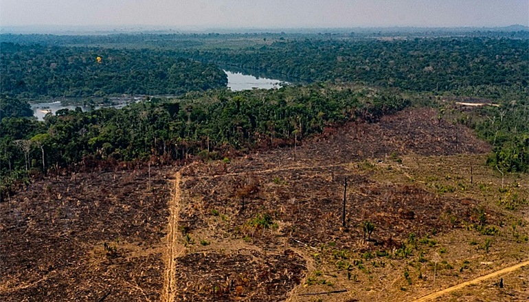 deforestation