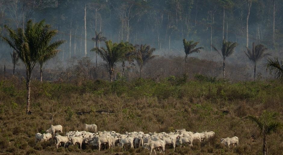 gado-amazonia