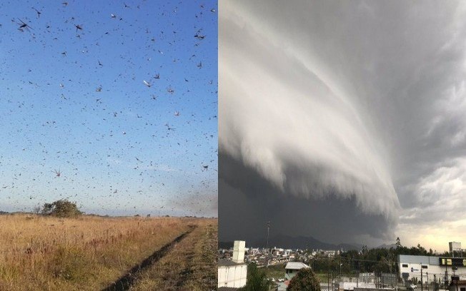 The locusts are currently in Argentina under the effects of the same cyclone. And they should die there if the cold persists.