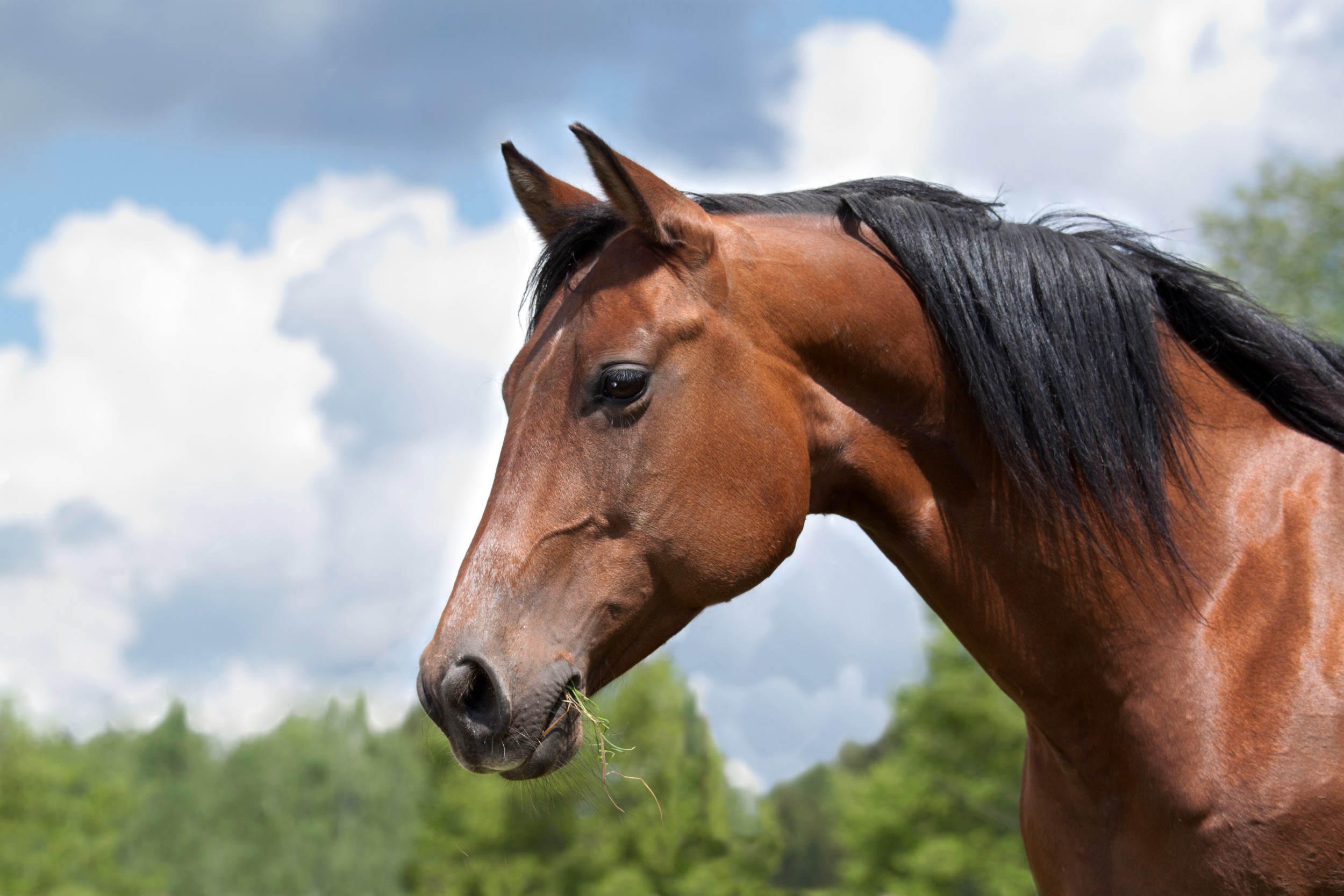 horse