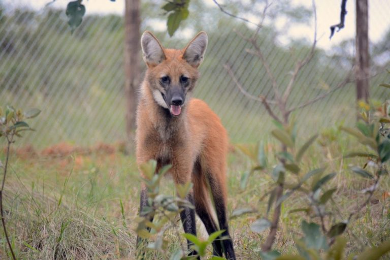 Central Bank to Issue R$200 Banknote Featuring Maned Wolf Imprint