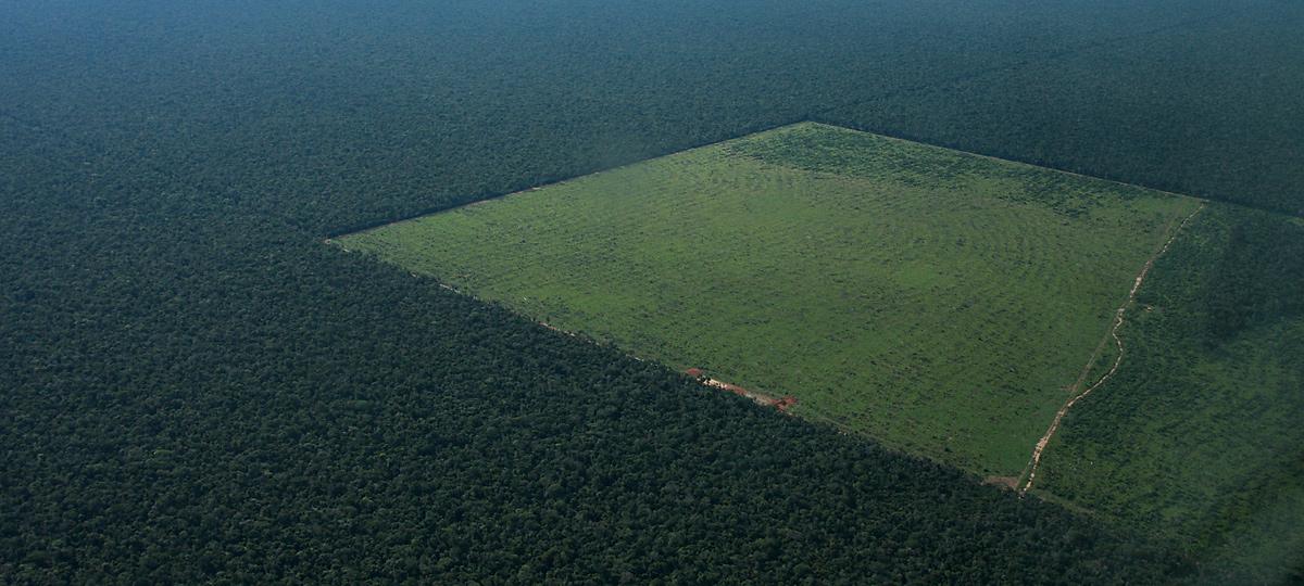 Deforestation in the Amazon. (Photo internet reproduction)