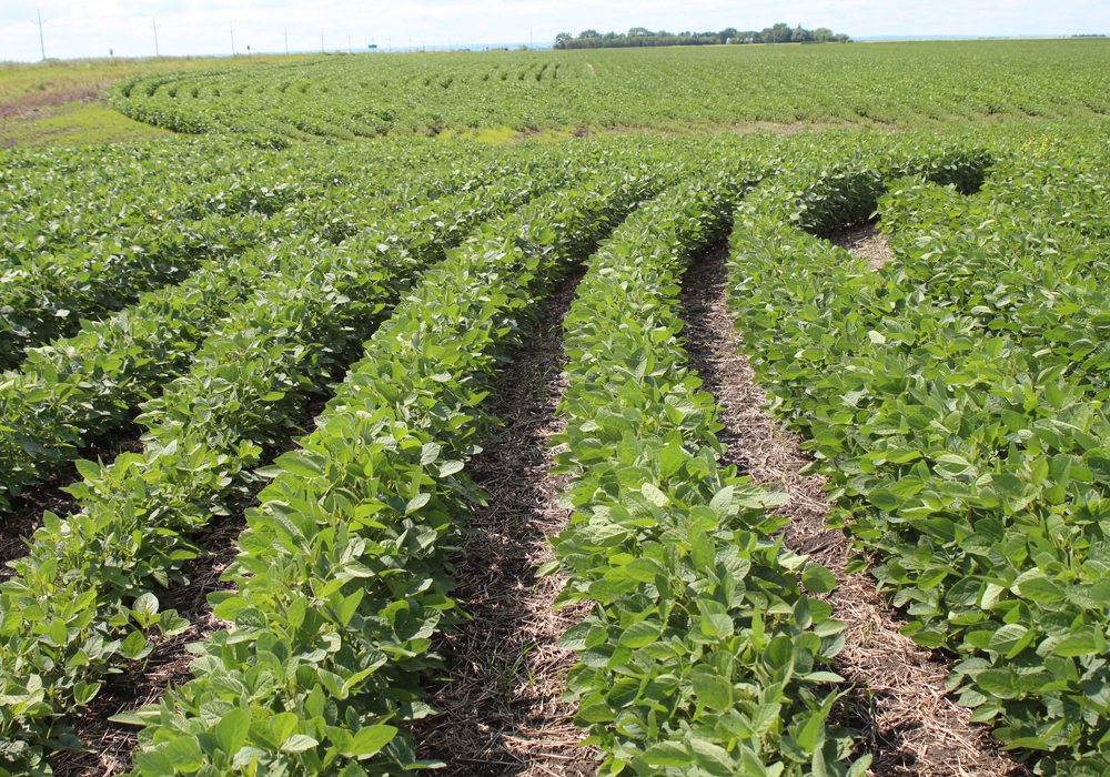 soybeans-plant