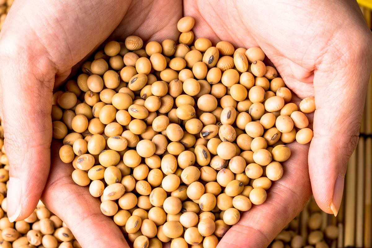 In total, Brazil is expected to harvest a record 247.4 million tons of grains this year, 2.5 percent up from 2019, according to the IBGE.