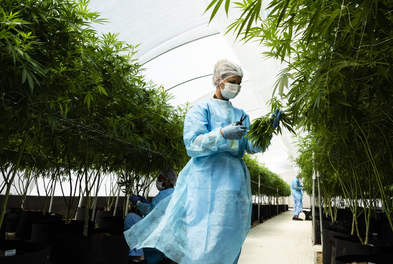 Only two companies currently grow marijuana for the state, each of them being allowed to produce a maximum of two tons per year.