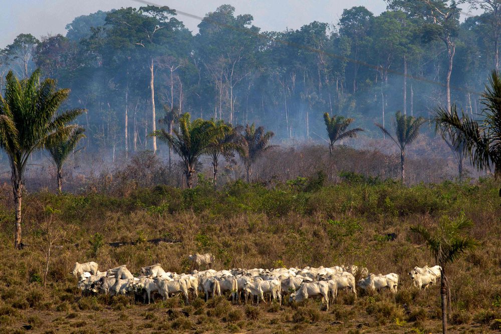 Deforestation set a record in June, despite an operation led by the military. Officials from the Brazilian Institute of the Environment and Renewable Natural Resources (IBAMA), say under anonymity that the command is making incorrect use of the National Institute for Space Research's (INPE) unprecedented tool. Defense refutes.
