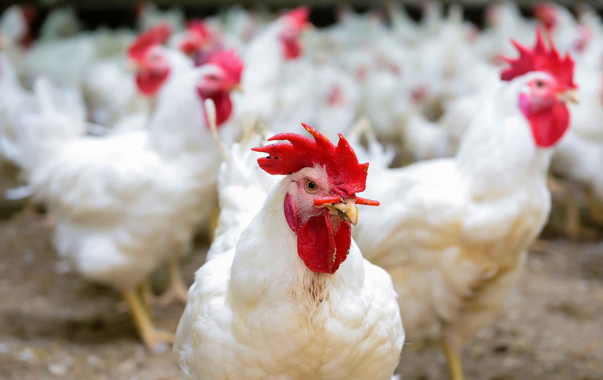Chicken2