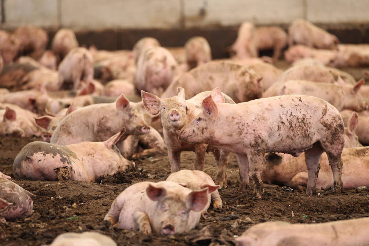 According to the Brazilian Association of Animal Protein, (ABPA), in July, Brazilian pork exports (both fresh and processed) totaled 100,400 tons – 47.9 percent higher than in the same period of 2019, with 67,900 thousand tons.