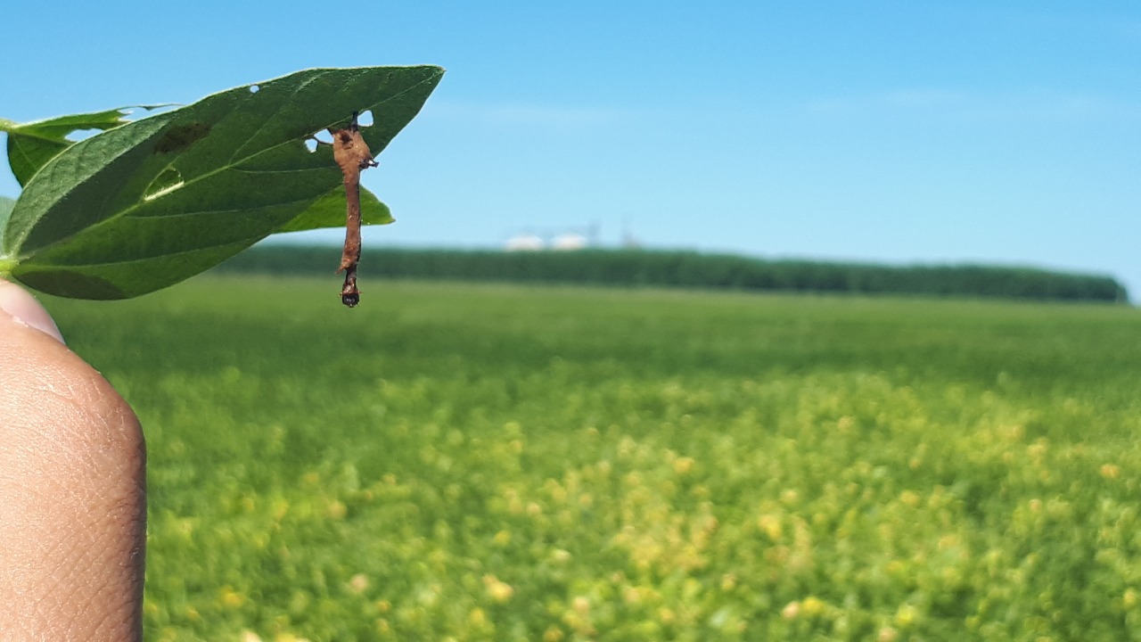 According to Spark, in the last harvest, the total market for caterpillar insecticides, including chemicals, dropped five percent in value to US$480 million. There was also a six percent decline in treated area to 64.6 million hectares.
