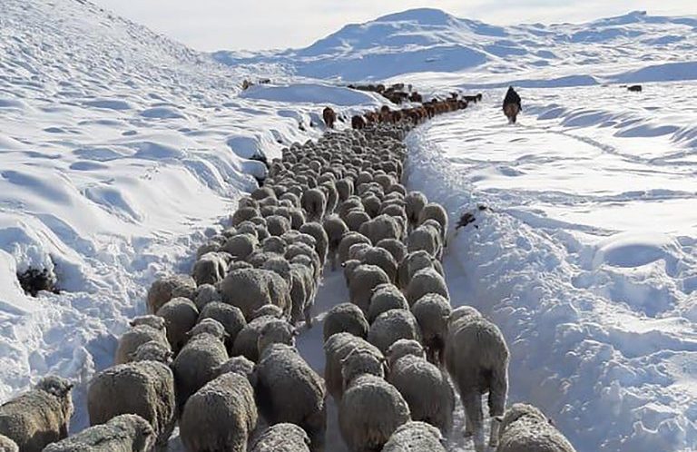 Intense Snowfall May Cause Losses of 70 Percent of Sheep in Argentine Highlands