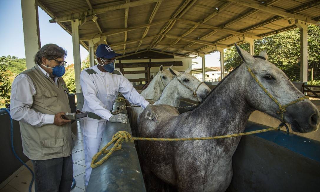 "What is the advantage of horses? For instance, in the case of rabies, a single horse produces 600 vials of immunoglobulin for treatment," Jerson Lima Silva said.