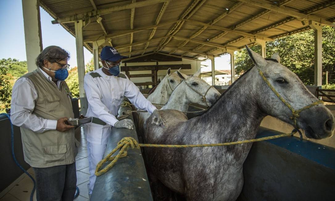 After being approved by the Argentine regulatory agency (ANMAT), hyperimmune equine serum began to be administered this week in a clinical trial in hospitalized Covid-19 patients in Buenos Aires.