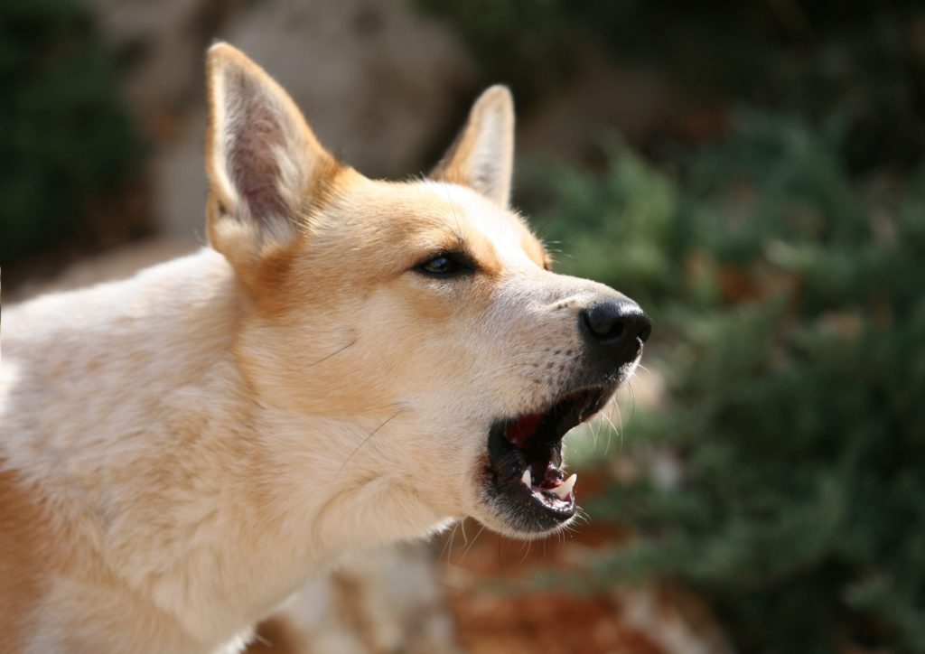 The law refers to disturbance of the peace and also penalizes "shouting and racketing", "noisy work", or excessive use of "sound instruments or acoustic devices" - such as alarms, for instance.