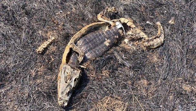 As Pantanal Fires Burn, Pressure Grows on Brazil’s Environmental Officials