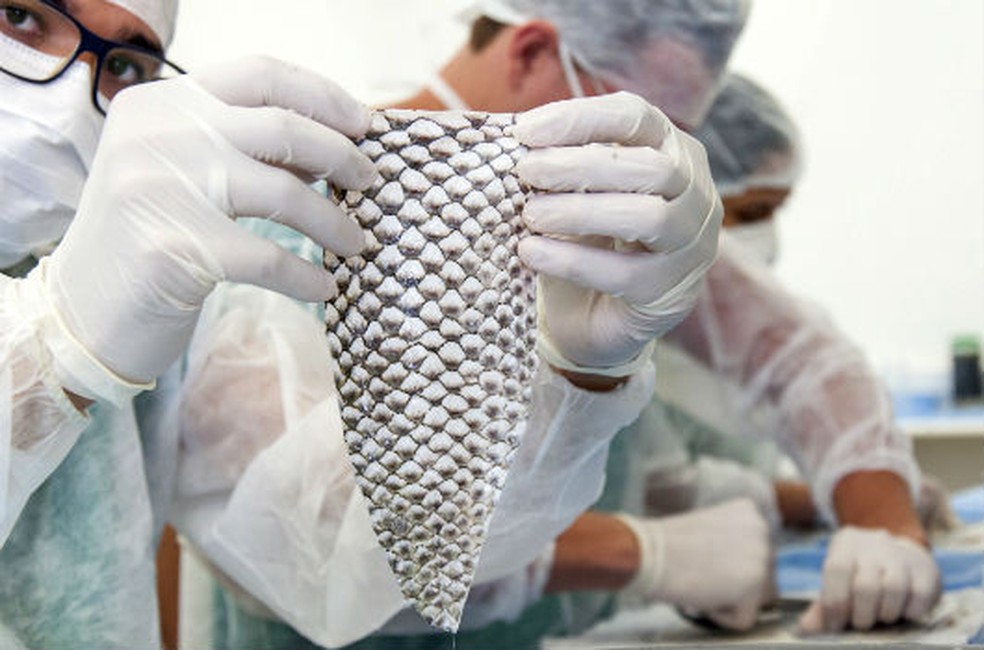 tilapia