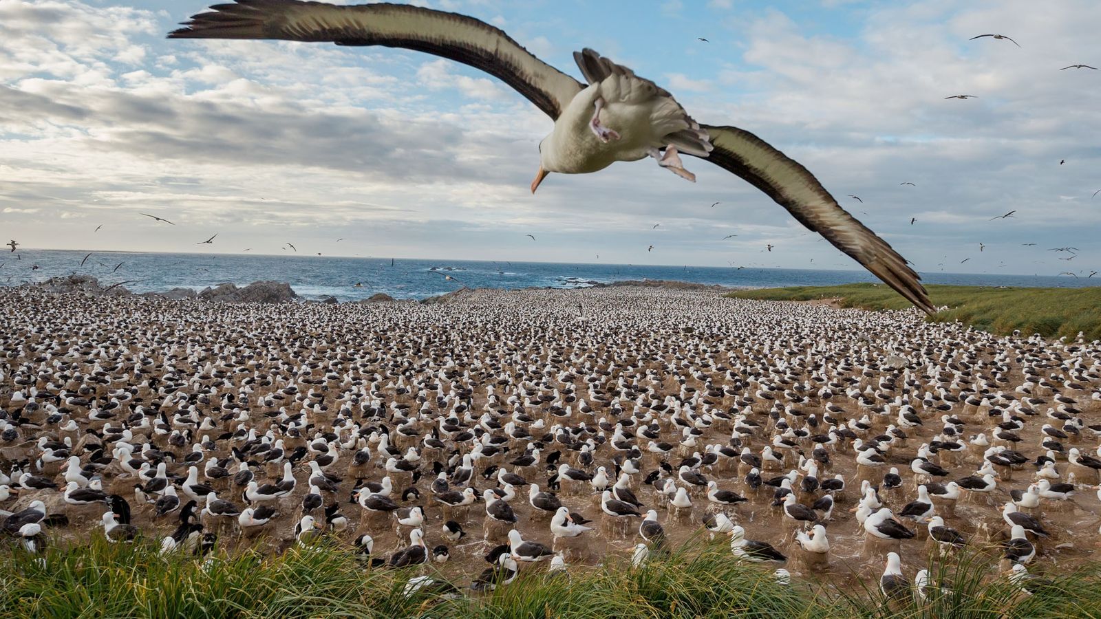 Falklands