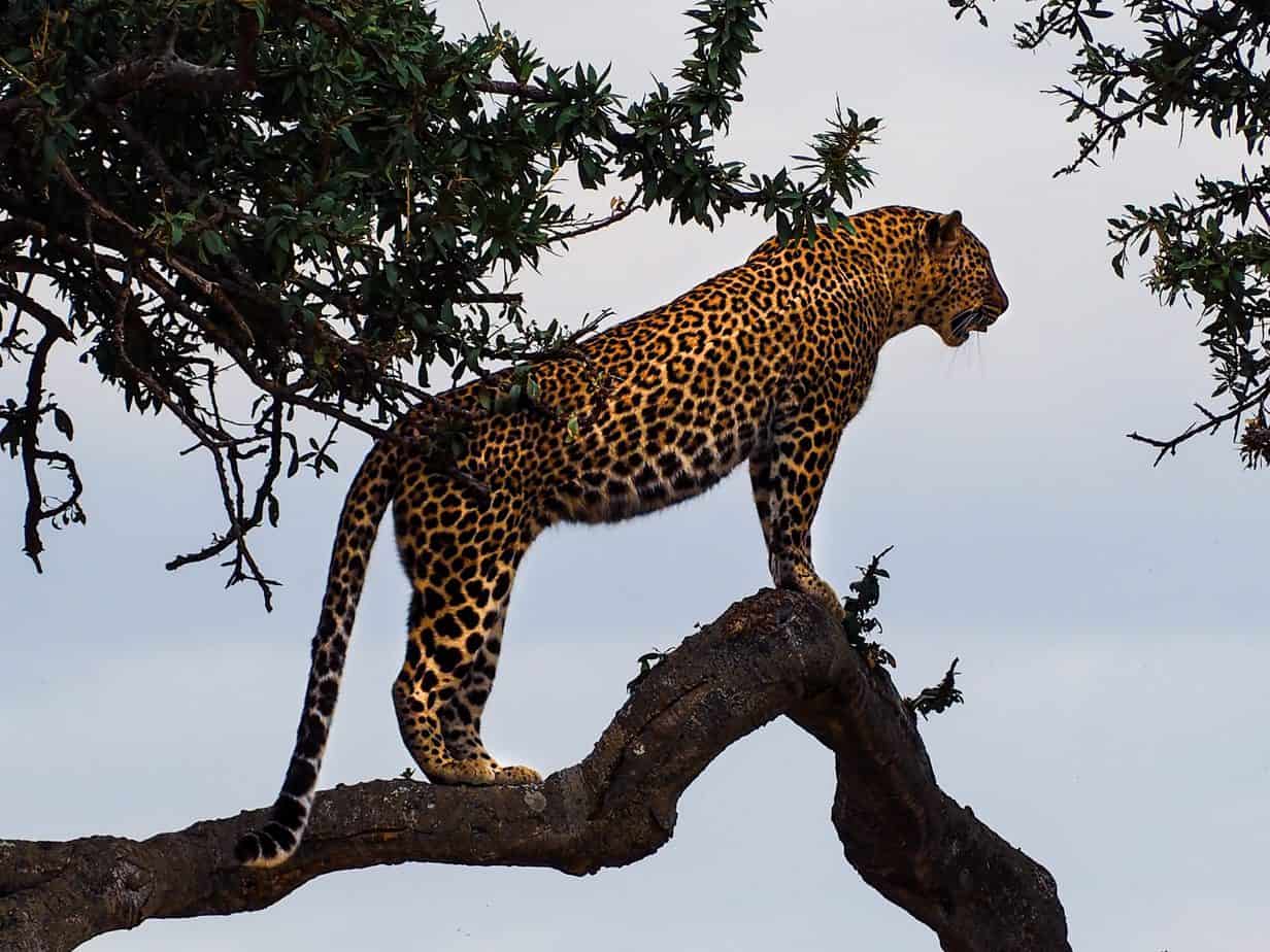 Jaguar2