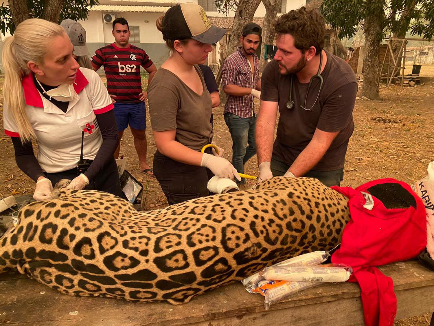 Volunteers and veterinarians take care of the jaguar rescued by the Falcão family during the fires in the Pantanal in Mato Grosso