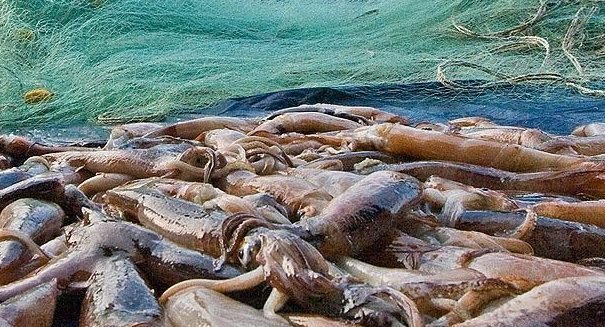 Falklands Committee Describes Seasonal Squid Harvest This Year as “Exceptional”