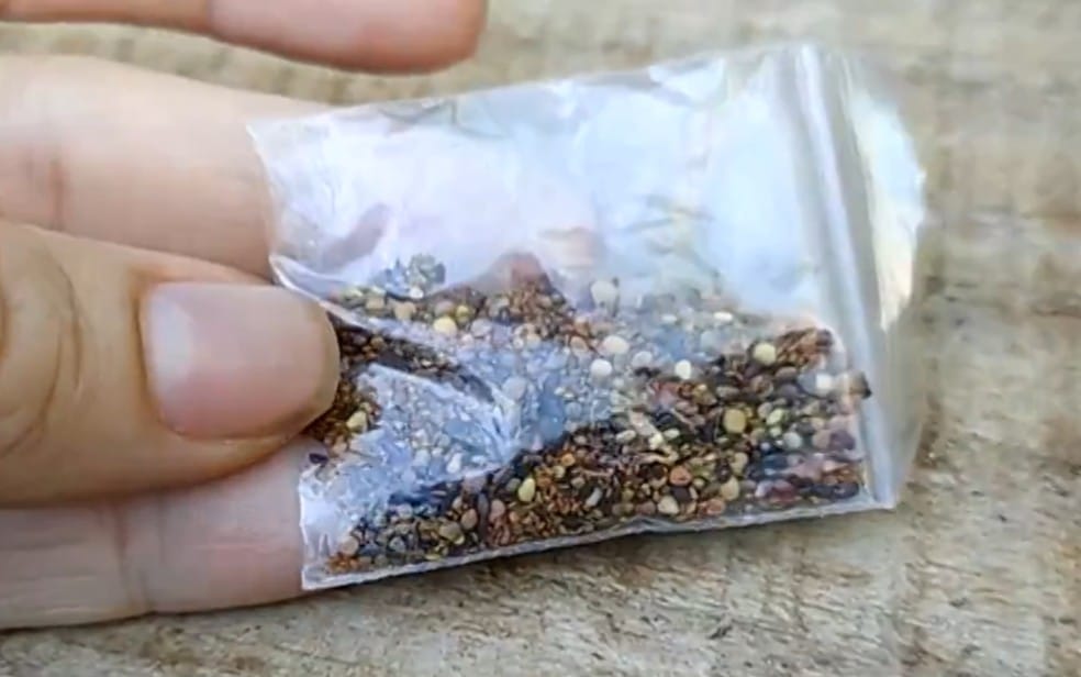 Mystery Seeds
