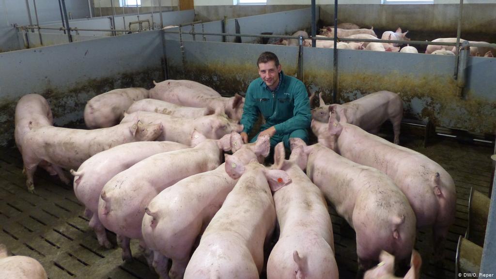 Like other countries that import pork and by-products from Germany, Brazil has suspended purchases of fresh and processed pork from the European country.