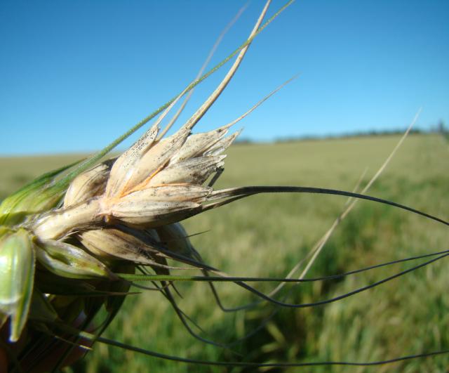 Wheat