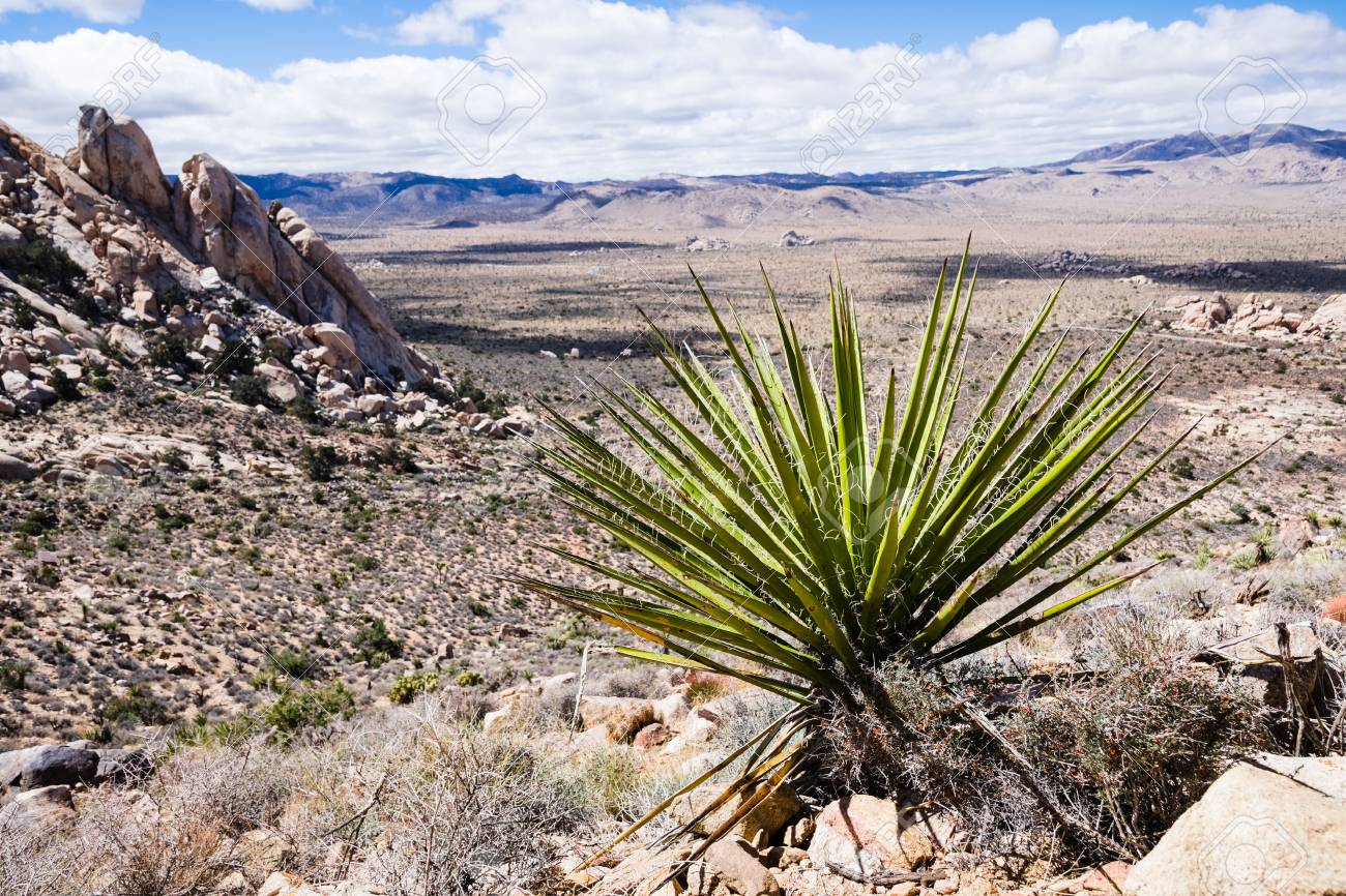 Mojave Yucca (Yucca schidigera), Joshua Tree National Park, Cali