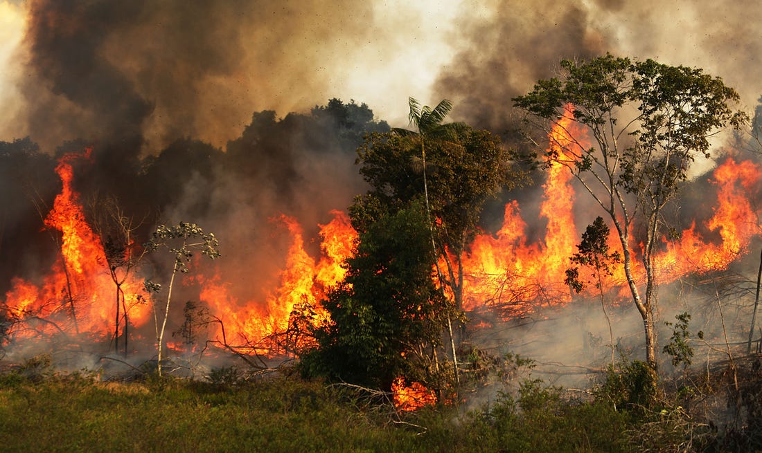 The causes behind the unusual magnitude and recurrence of forest fires in Santa Cruz are intensely debated.