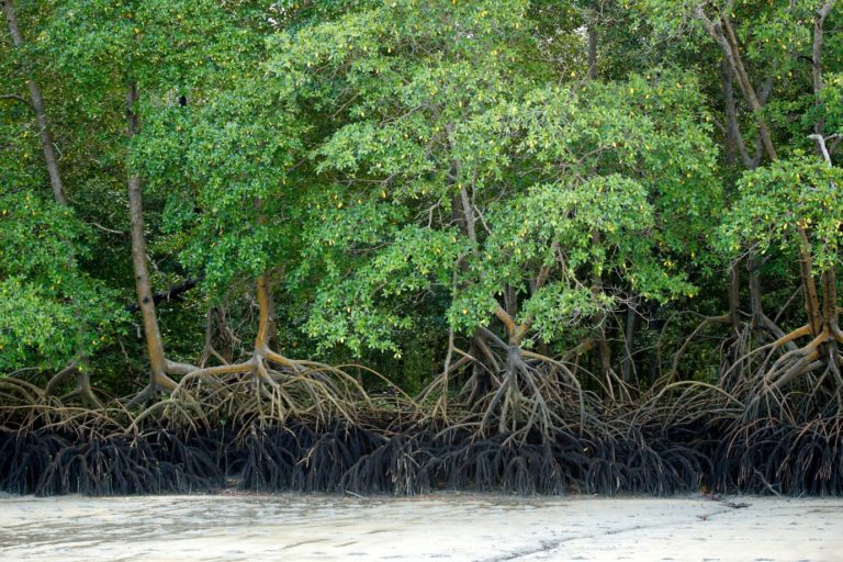 Federal Court Suspends Decision Revoking Mangrove and Sandbank Protection