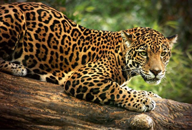 Fires in Brazil’s Pantanal Wetland Threaten World’s Largest Jaguar Sanctuary