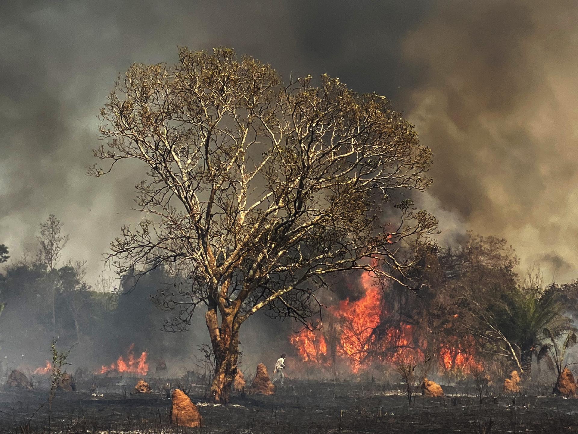 pantanal fogo
