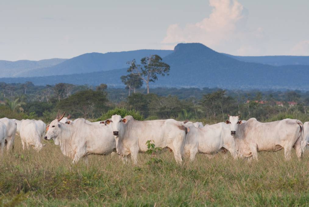 Cattle2