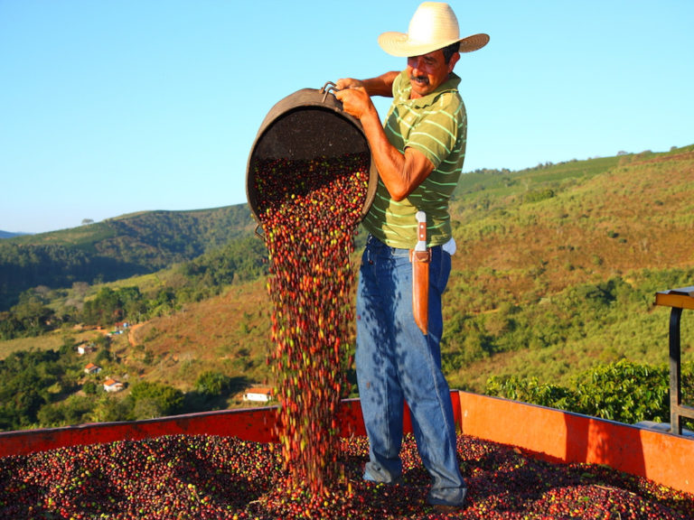 Container Shortage Delays Shipments of Brazil’s Record Coffee Crop